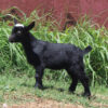 mini goats for sale