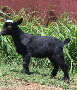 mini goats for sale