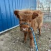 mini scottish highland cow​