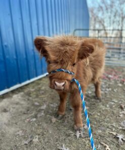 mini scottish highland cow​