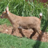 mini nubian goats