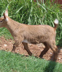 mini nubian goats