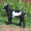 mini goat