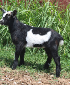 mini goat