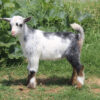 mini silky fainting goats