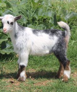 mini silky fainting goats