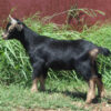 dwarf nigerian goats