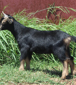 dwarf nigerian goats