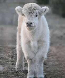 miniature highland cows size​