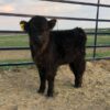 miniature highland cow weight