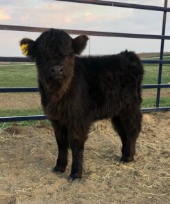 miniature highland cow weight