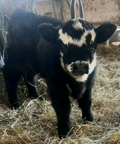 fluffy mini highland cow