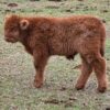 highland cows mini