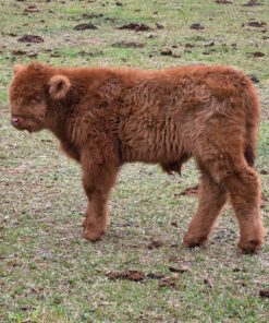 highland cows mini