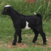 mini goats for pets