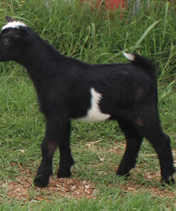mini goats for pets