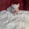 mini pigs for sale​