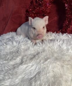 mini pigs
