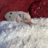 micro mini pigs for sale