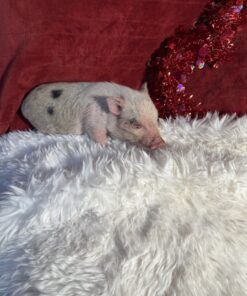 micro mini pigs for sale