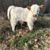 highlander mini cow​