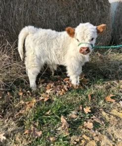 highlander mini cow​