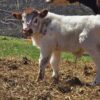 highland mini cows for sale