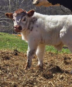 highland mini cows for sale