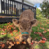 full grown mini highland cow