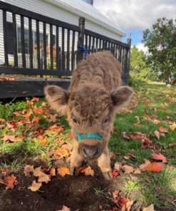 full grown mini highland cow