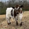 mini highland cow cost