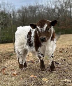 mini highland cow cost