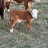 highland miniature cow price
