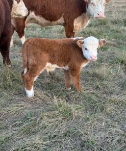 highland miniature cow price