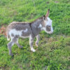 mini donkeys for sale