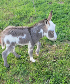 mini donkeys for sale