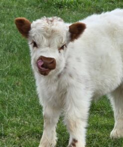 highland mini cows​