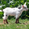 mini nigerian goats