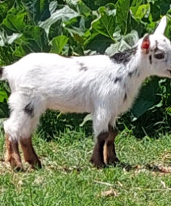 mini nigerian goats